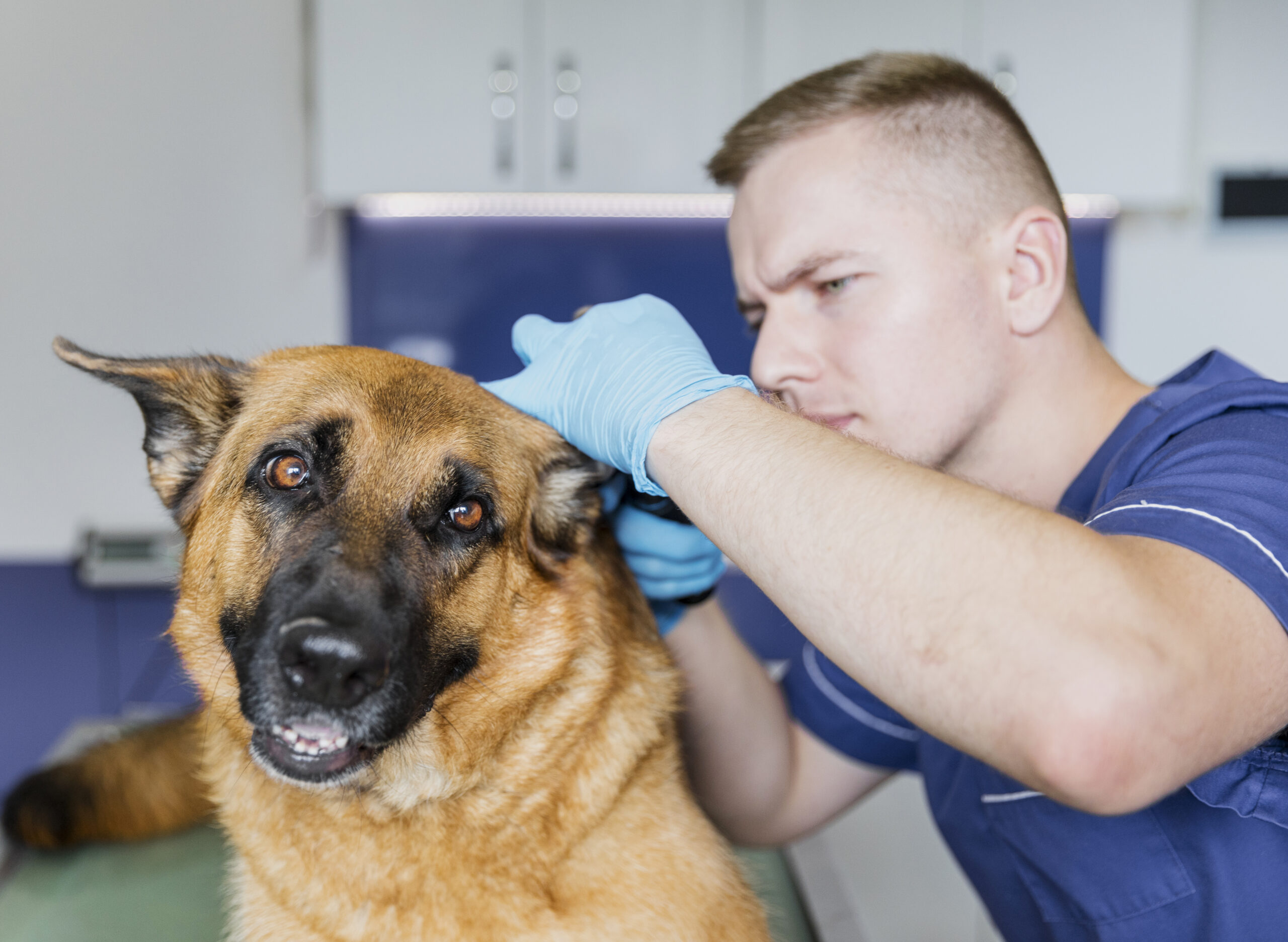 La santé des animaux