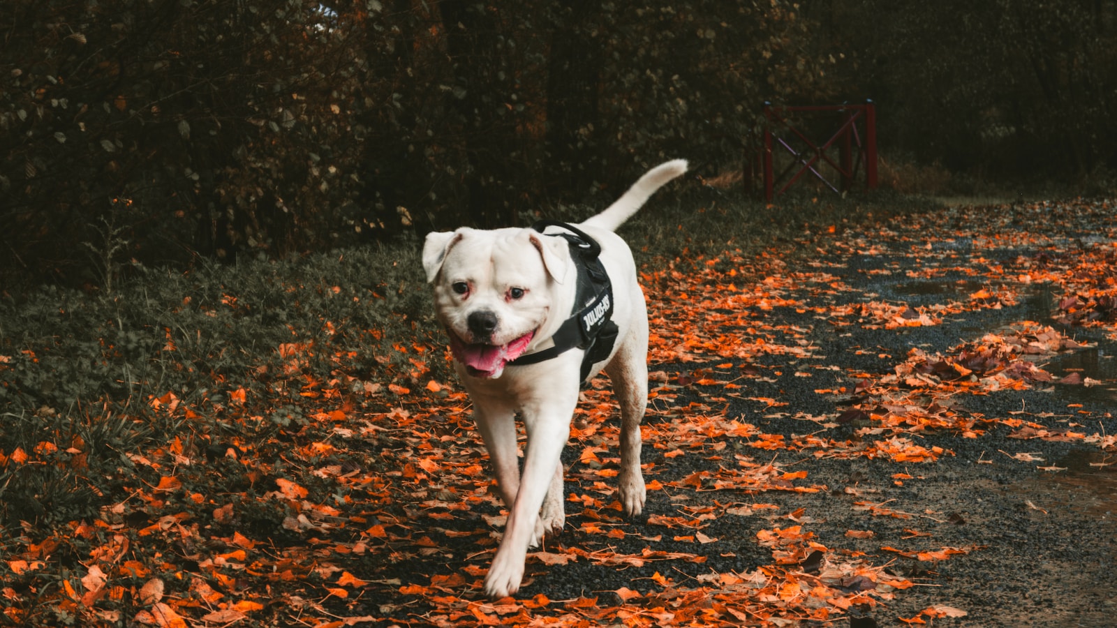 Médicament pour Chien