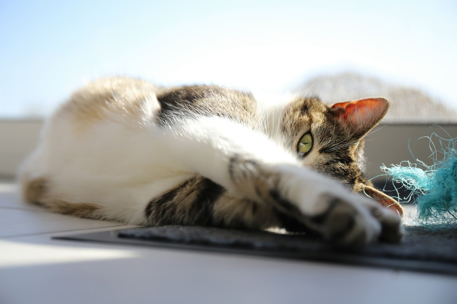 Chat mourant symptôme